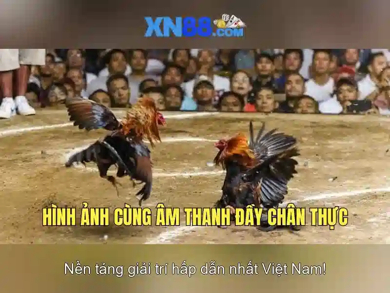 XN88 casino
